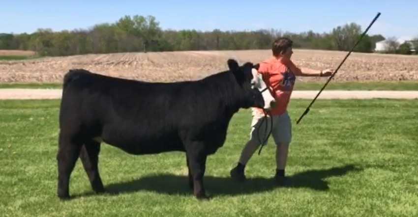 Nathan Spangler holding heifer while throwing showstick out of frame