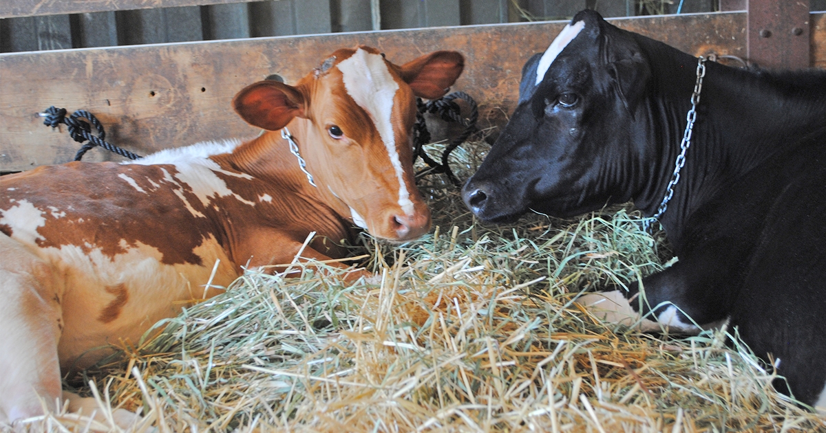 Junior dairy exhibitors recognized at Wisconsin State Fair