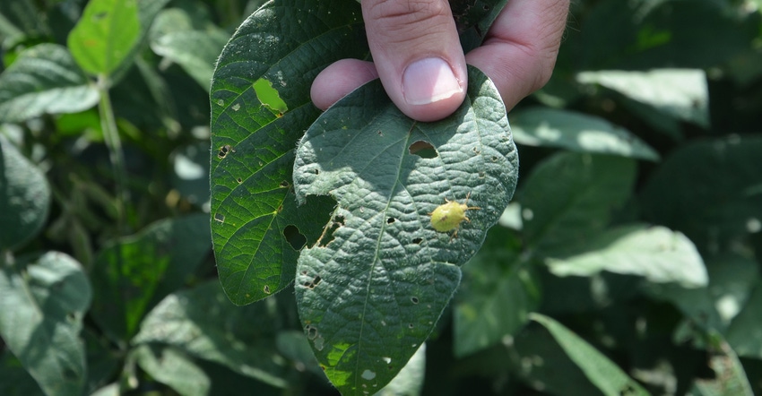 stinkbug on soybean leaf