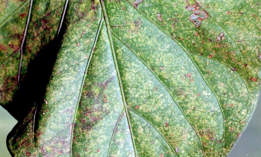 soybean-mite-damage-1235184-LGPT.jpg soybean-mite-damage-1235184-LGPT.jpg