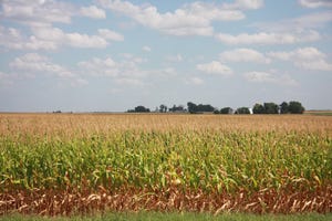 Drought stressed corn field in Iowa