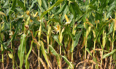 How you can change corn ear size and appearance within 20 feet