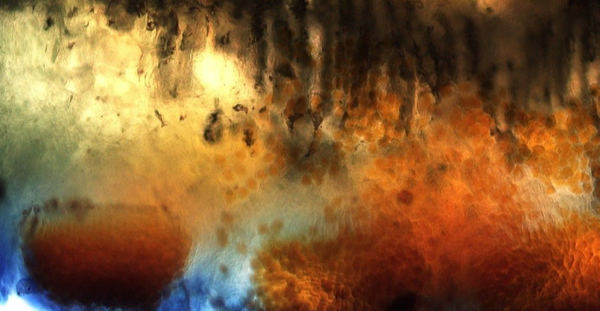 Sunflower rust possible this year