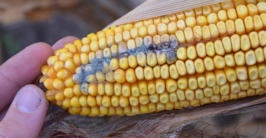 ear of corn with rotten kernels