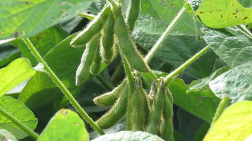 closeup of soybean pods