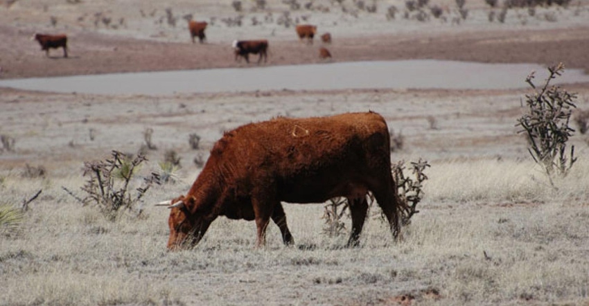 4-21-21 dry-drought-stressed-cattle-pasture-BRBell-Ranch061_0_0.jpg