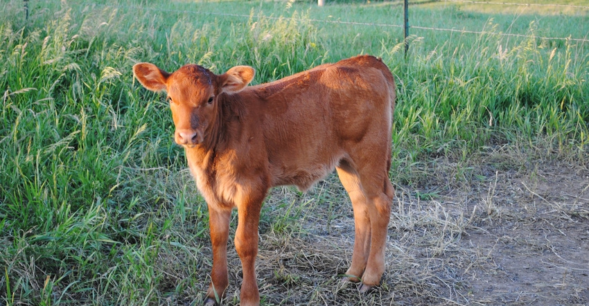 Calf in field