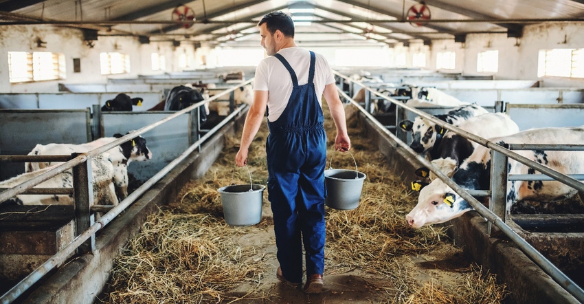 male farmer carrying buckets through dairy cow barn