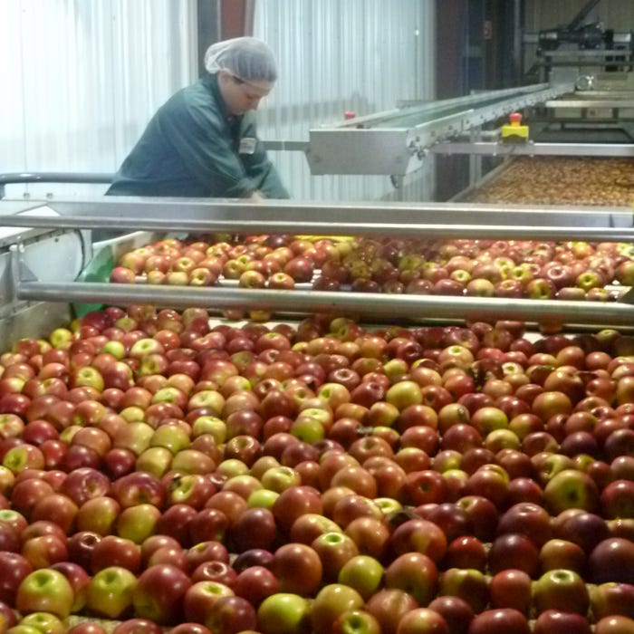 A worker at New York Apple Sales Inc. sorts apples on a conveyor