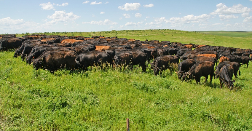 Cows graze new grass