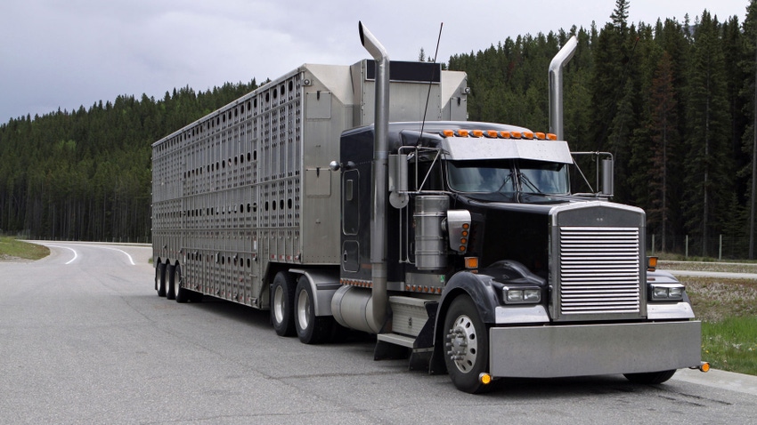 Semi-trailer transport of livestock