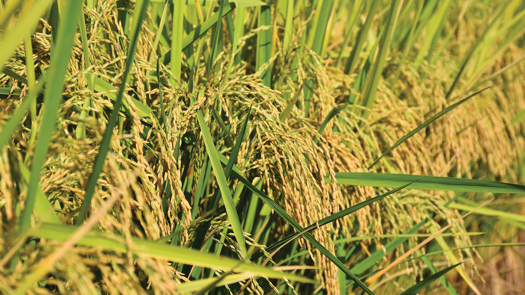 Fungicide-resistant Rhizoctonia solani found in Louisiana
