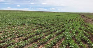 Soybean field in Londrina, Paraná.