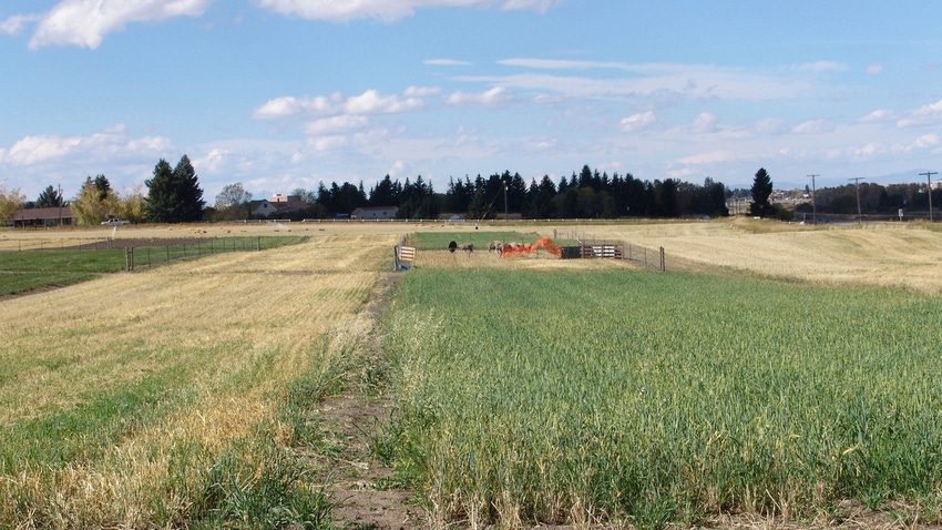 Montana experimental wheat field