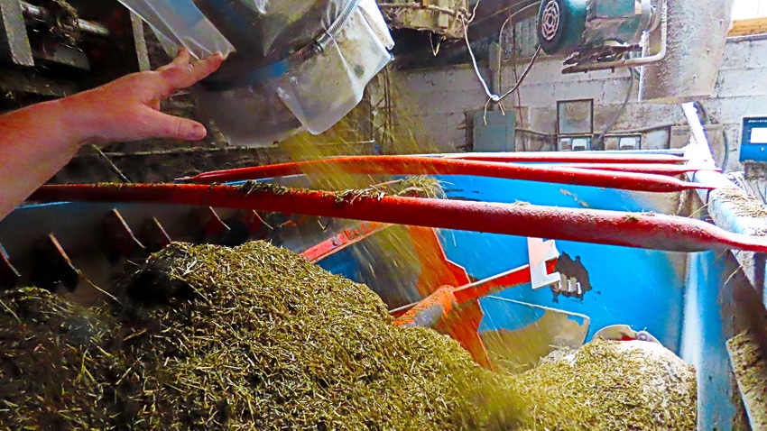 Cow feeders being filled with mixed feed