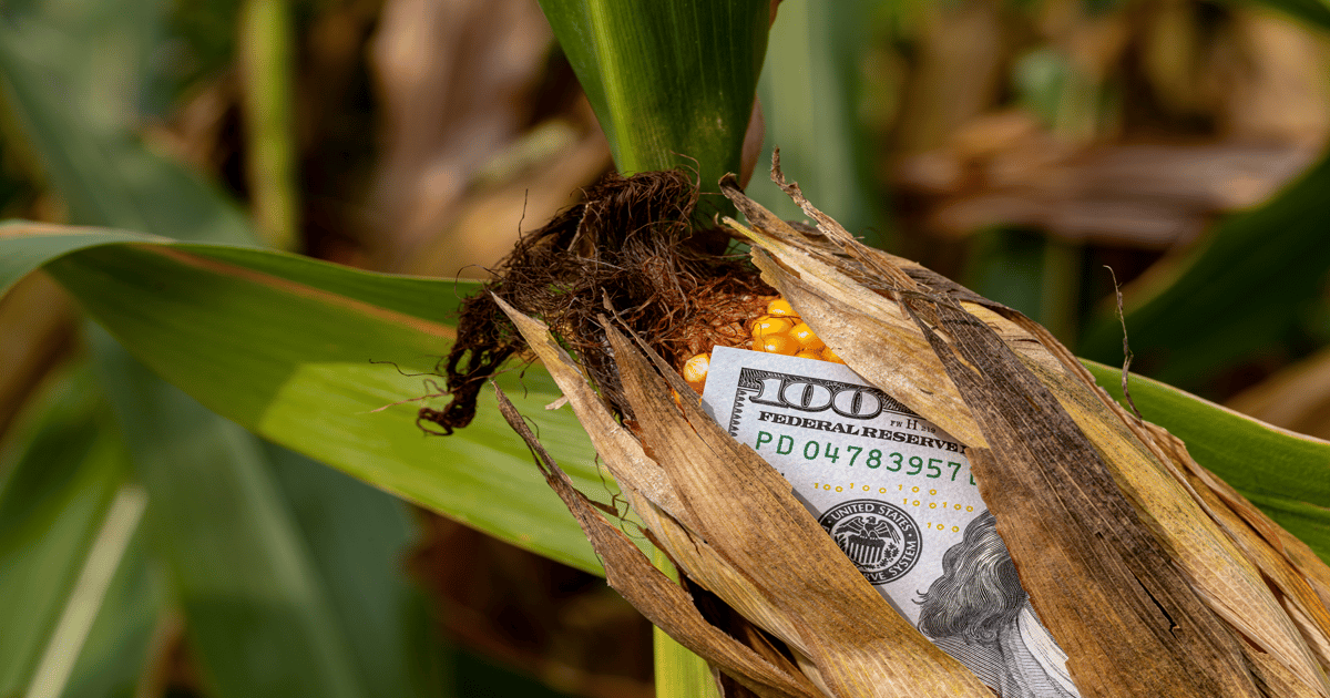 Corn futures volatility: Why farmers need proactive risk management