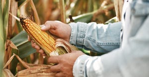 Husking corn in field