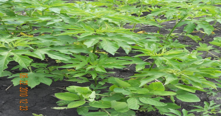 Giant Ragweed Control _ Ragweed Herbicide Treatment – UIEB
