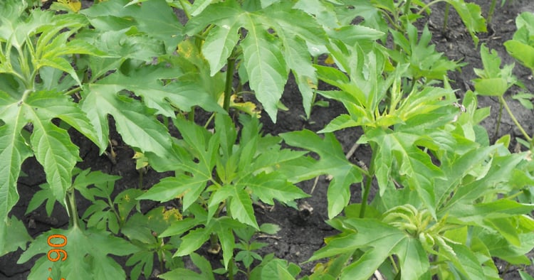 Giant Ragweed Control _ Ragweed Herbicide Treatment – UIEB