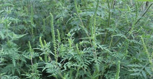 common ragweed