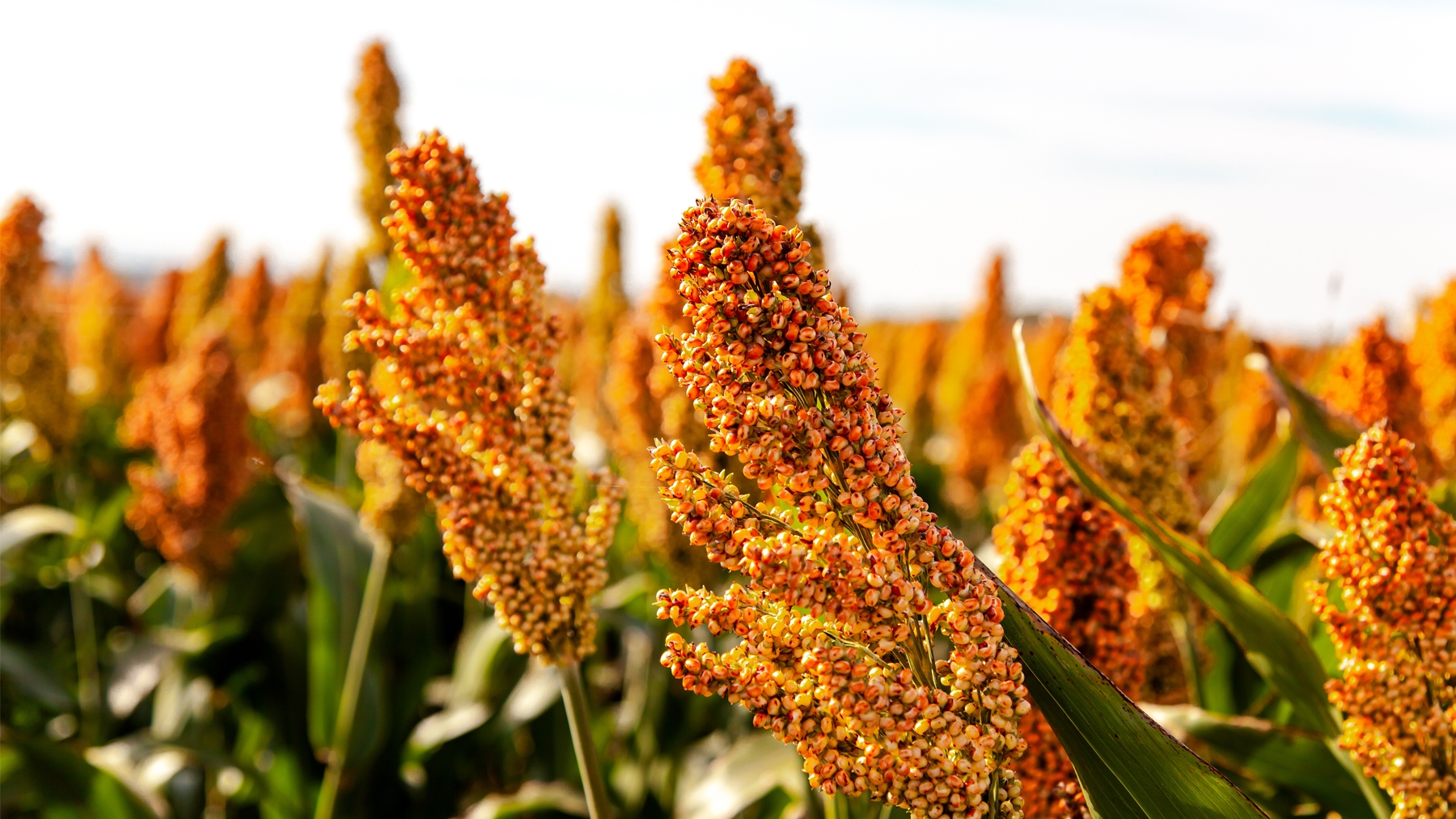 Sorghum Cultivation