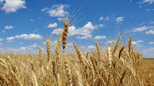 wheat harvest