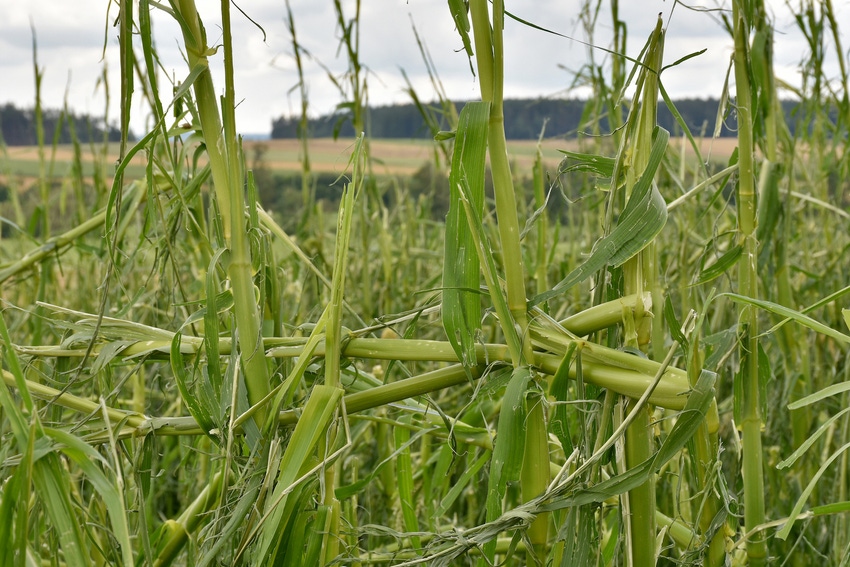 hail-damaged-corn-579156616.jpg