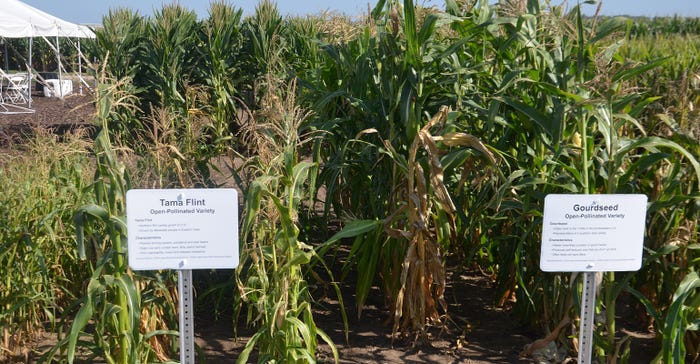 plots of Tama Flint and Gourdseed corn varieties