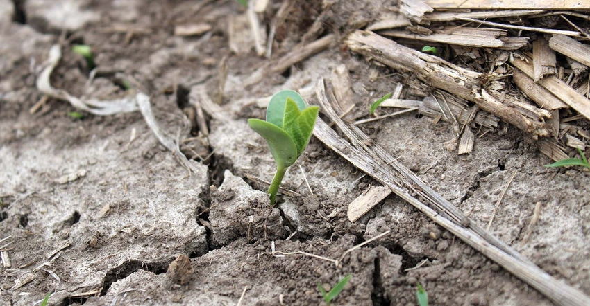 Soybean seedling emerging in no-till field