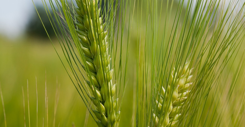 Closeup of barley growing in field