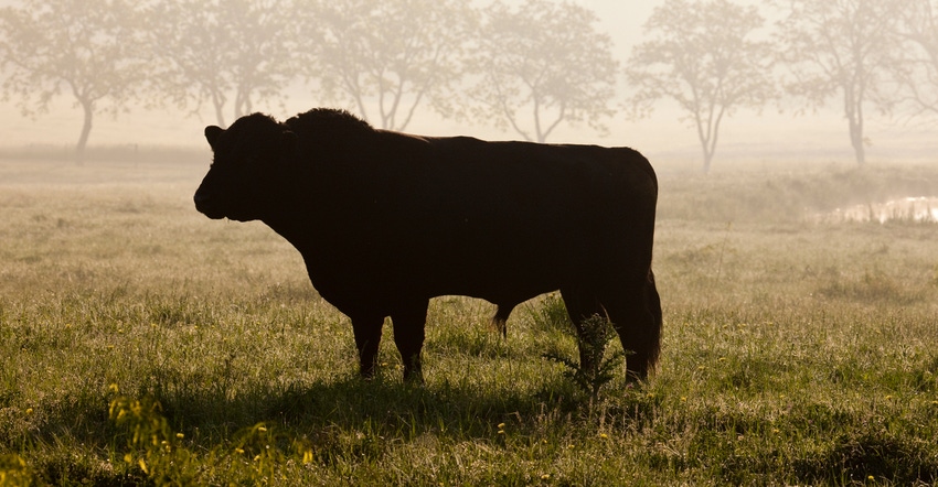 silhouette of bull against foggy sunrise