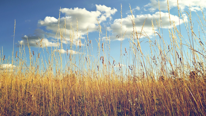 Closeup of wheat field with blue sky and clouds