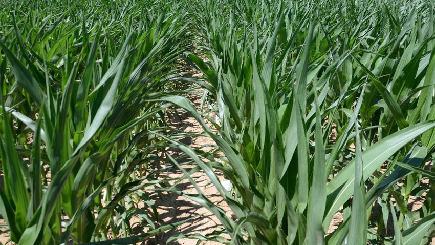 rolled corn leaves on drought-stressed plants