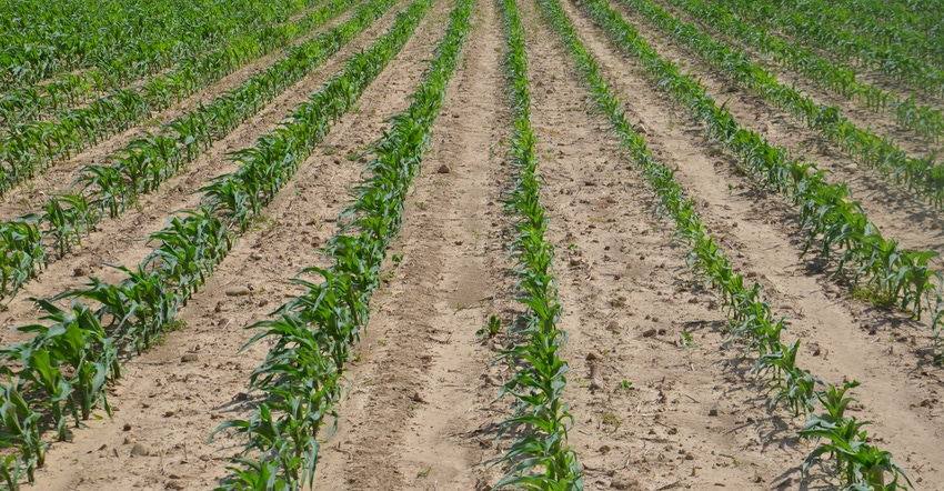 cornfield at V5 stage cornfield at V5 stage