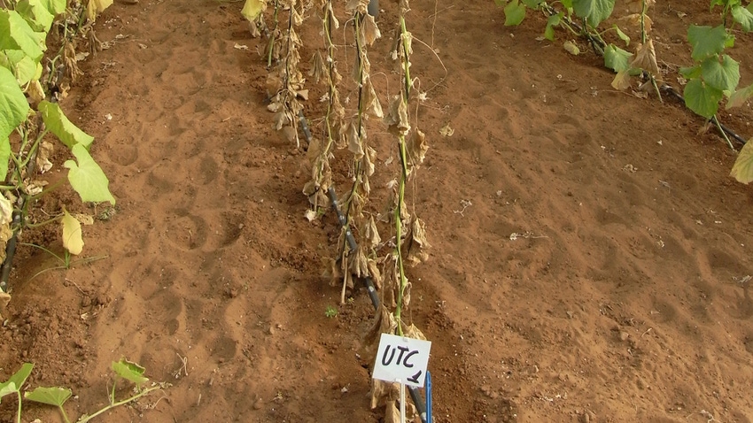 Test soil for potential nematode problems
