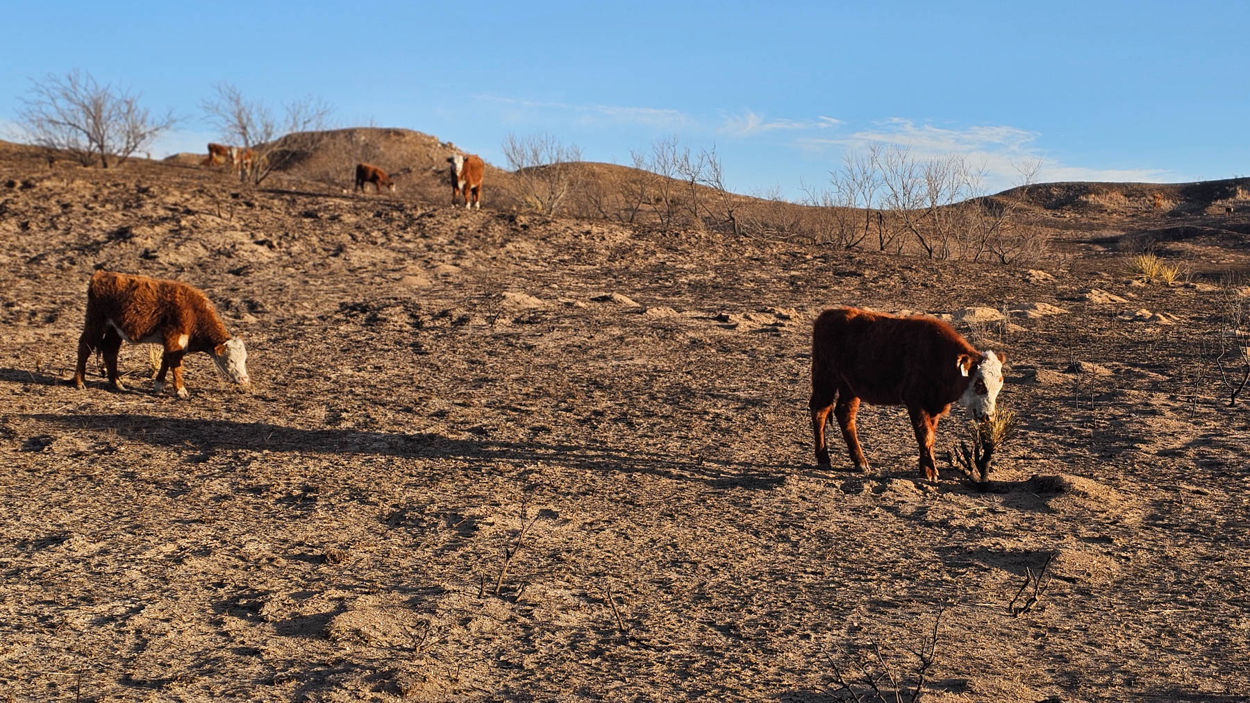 Texas Panhandle wildfires