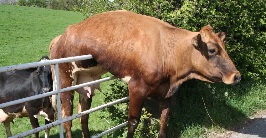 Cow stuck on a fence