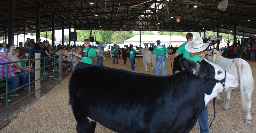 4-H members showing livestock at  fair