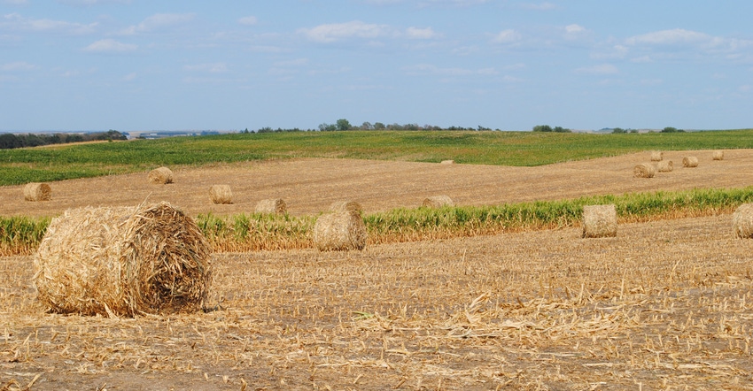 Corn bales in a drought strickem field Corn bales in a drought strickem field