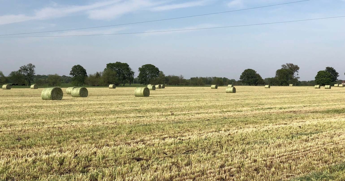 Baling cereal rye for cattle feed What were we thinking?