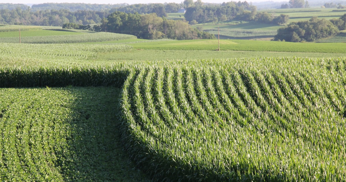 Wisconsin farmers intend to plant more corn, soybeans in 2021