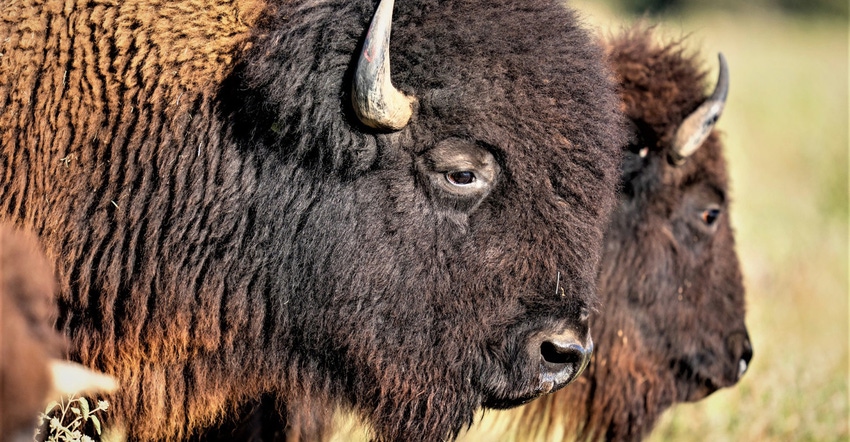 bison.jpg bison.jpg