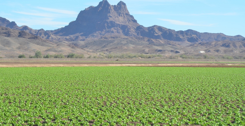 Leafy greens growing near Yuma, Calif.