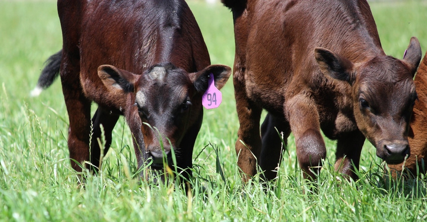 calves in pasture