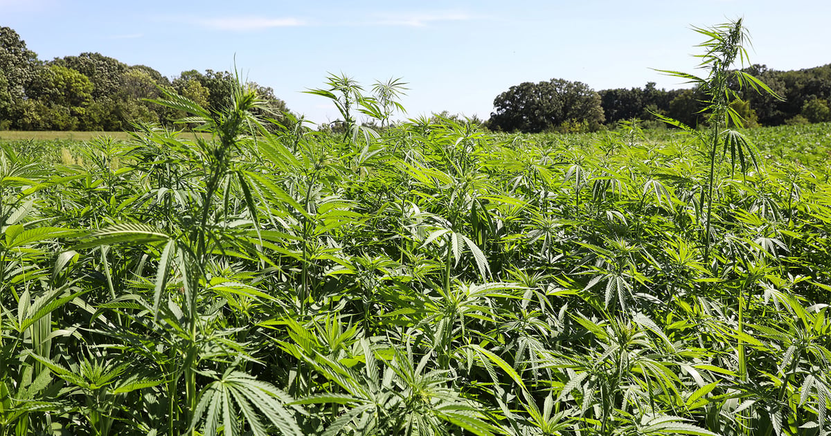 How did cannabis become legalized?