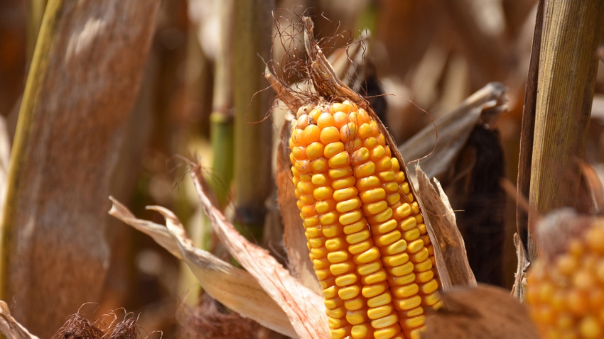 MAIZE- SWEET CORN AND BABY CORN – LUCRATIVE CROP IN SHORTEST TIME