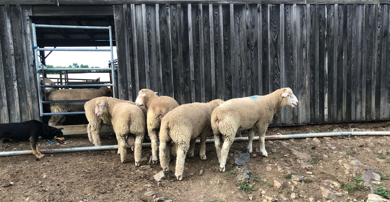 Peco Sheep & Lambs OO Gauge - Life In Miniature - Foto 5