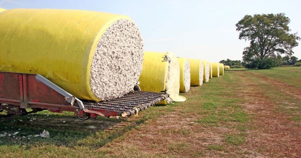 Cotton, rice crops decline, corn and soybeans up