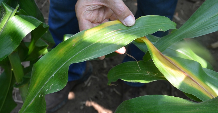 corn showing signs of disease