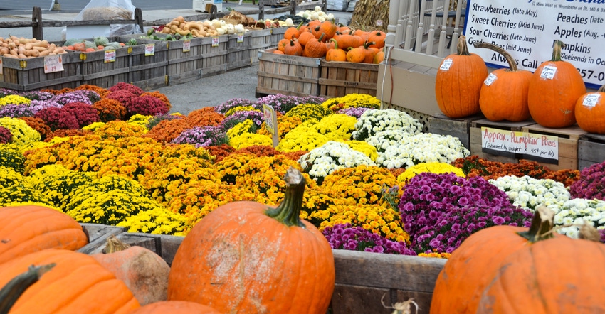 View of pumpkins and colorful mums with crates of gourds in the distance View of pumpkins and colorful mums with crates of gourds in the distance